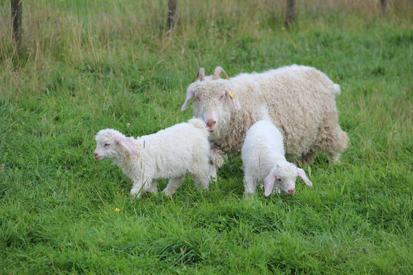 Chèvre Angora