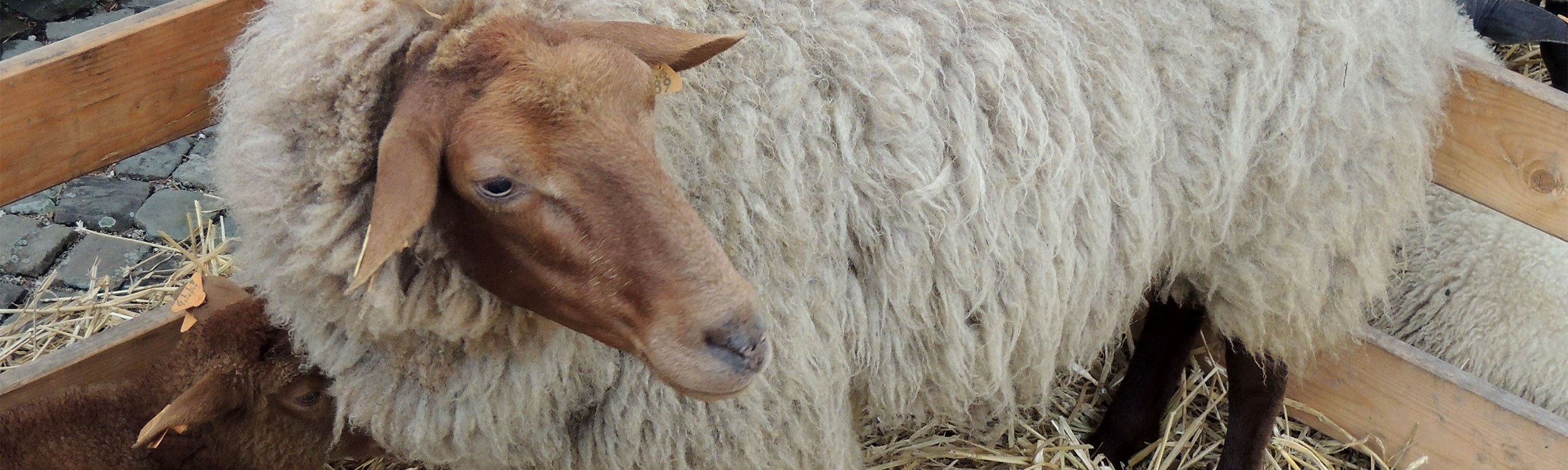roux-ardennais-mouton-tissage