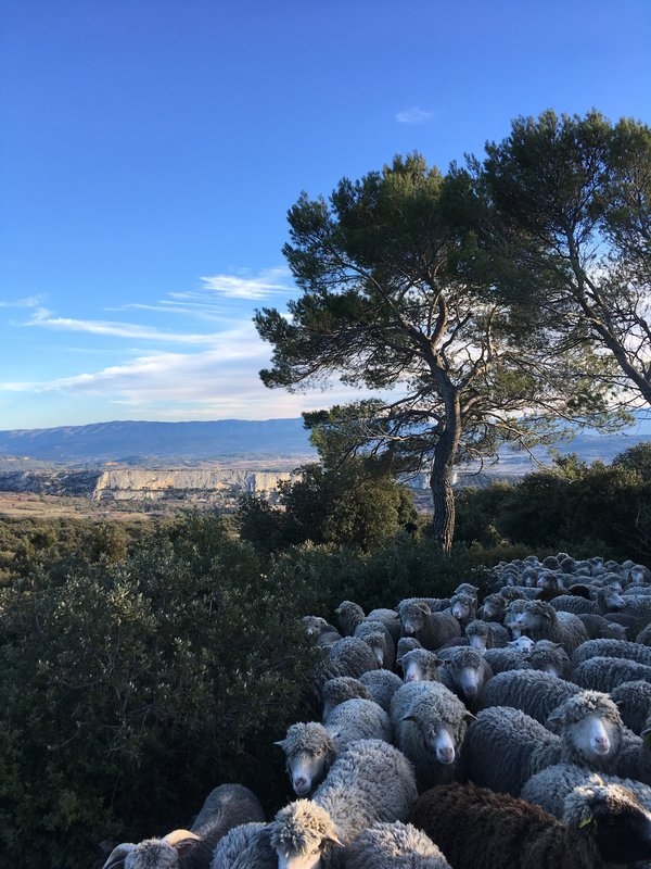 Mérinos d'Arles